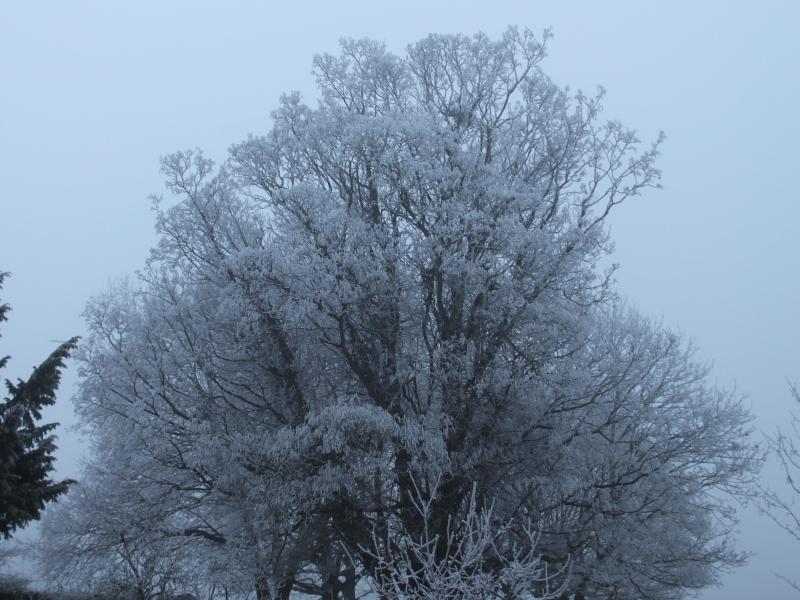 winter-tree.jpg